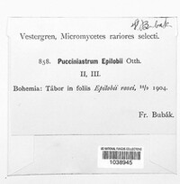 Pucciniastrum epilobii image